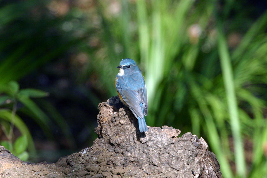 相模原市道保川公園を訪ねました。ルリビタキやキセキレイなど多くの鳥に出会いました。